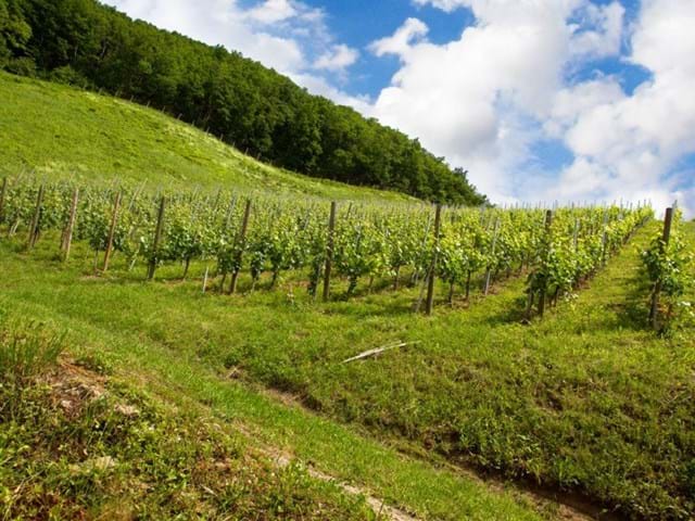 Calska Gorca - degustacija vin